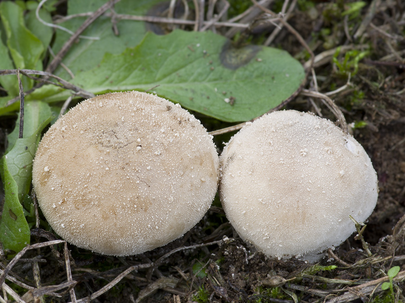 Lycoperdon lividum